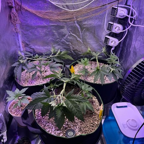 Orange Hippo x Lemon Skunk x Purple Haze x Gelato x Gorilla Glue growlog timeline photo