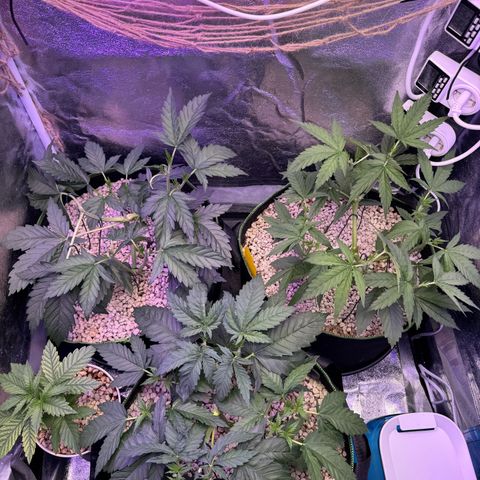 Orange Hippo x Lemon Skunk x Purple Haze x Gelato x Gorilla Glue growlog photo: Main Lining, letztes Topping 16x Main Colas