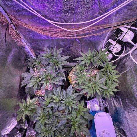 Orange Hippo x Lemon Skunk x Purple Haze x Gelato x Gorilla Glue growlog photo: Main Lining, letztes Topping 16x Main Colas