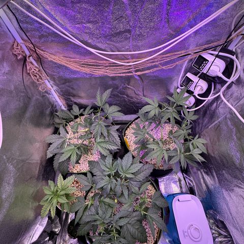 Orange Hippo x Lemon Skunk x Purple Haze x Gelato x Gorilla Glue growlog photo: Main Lining, letztes Topping 16x Main Colas