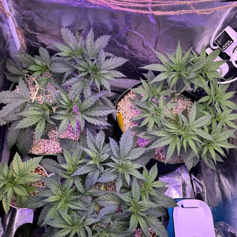 Orange Hippo x Lemon Skunk x Purple Haze x Gelato x Gorilla Glue growlog photo: Main Lining, letztes Topping 16x Main Colas