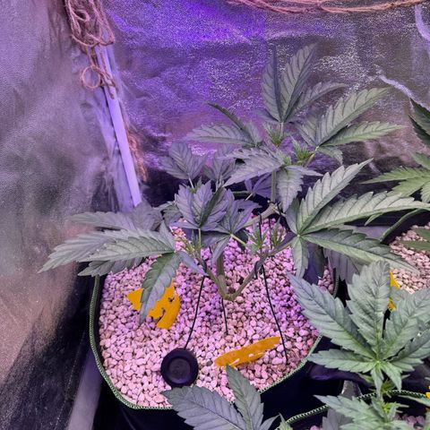 Orange Hippo x Lemon Skunk x Purple Haze x Gelato x Gorilla Glue growlog timeline photo