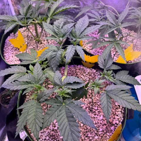 Orange Hippo x Lemon Skunk x Purple Haze x Gelato x Gorilla Glue growlog timeline photo