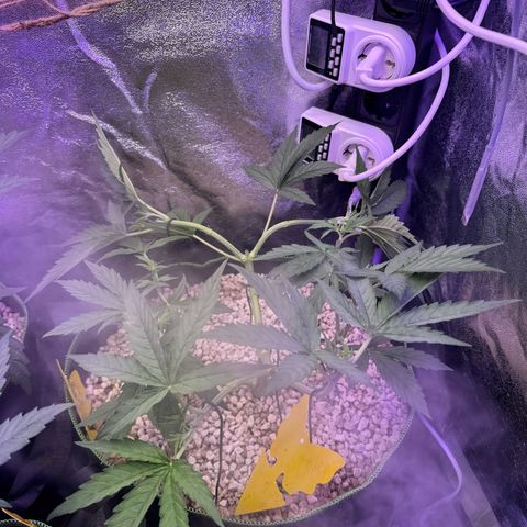 Orange Hippo x Lemon Skunk x Purple Haze x Gelato x Gorilla Glue growlog timeline photo