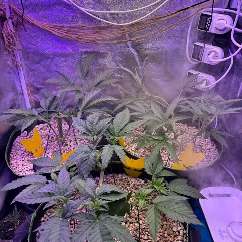 Orange Hippo x Lemon Skunk x Purple Haze x Gelato x Gorilla Glue growlog timeline photo
