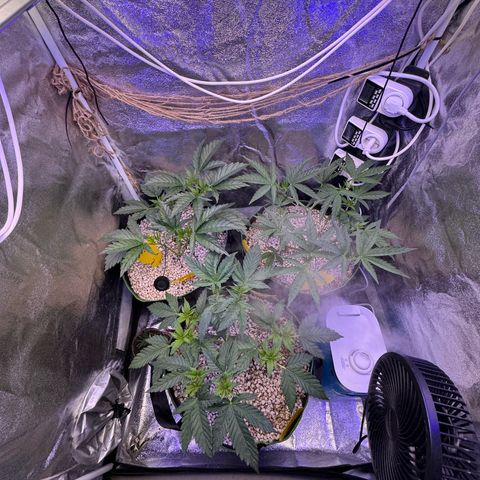 Orange Hippo x Lemon Skunk x Purple Haze x Gelato x Gorilla Glue growlog photo: Let the Sunshine in ^^