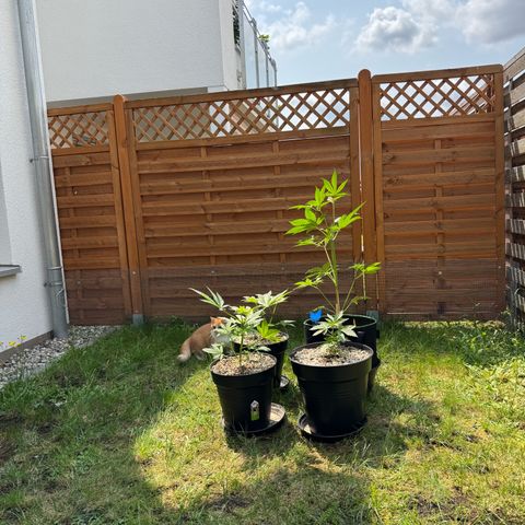 Orange Hippo x Lemon Skunk x Purple Haze x Gelato x Gorilla Glue growlog photo: Let the Sunshine in ^^