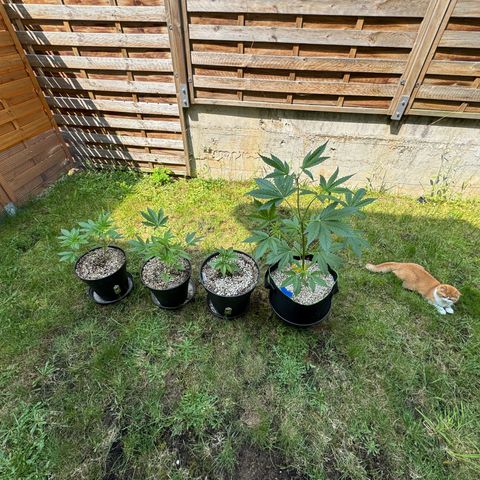 Orange Hippo x Lemon Skunk x Purple Haze x Gelato x Gorilla Glue growlog photo: Let the Sunshine in ^^