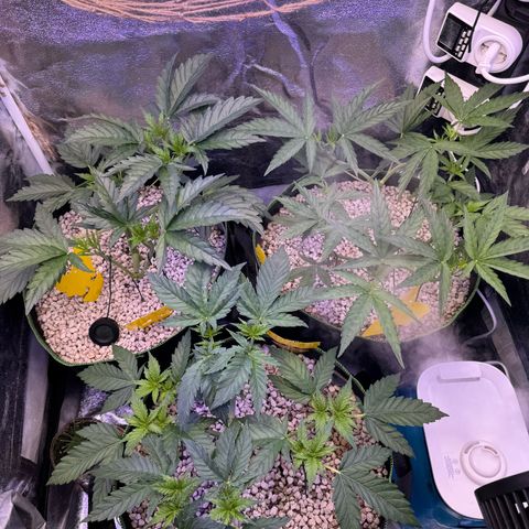 Orange Hippo x Lemon Skunk x Purple Haze x Gelato x Gorilla Glue growlog photo: Let the Sunshine in ^^