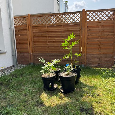 Orange Hippo x Lemon Skunk x Purple Haze x Gelato x Gorilla Glue growlog photo: Let the Sunshine in ^^