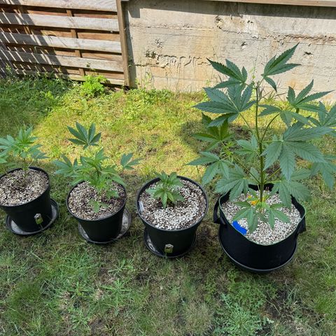 Orange Hippo x Lemon Skunk x Purple Haze x Gelato x Gorilla Glue growlog photo: Let the Sunshine in ^^