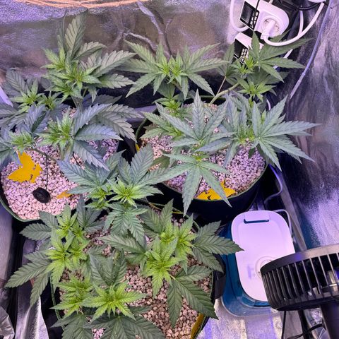 Orange Hippo x Lemon Skunk x Purple Haze x Gelato x Gorilla Glue growlog timeline photo