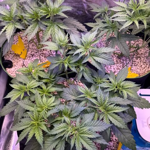 Orange Hippo x Lemon Skunk x Purple Haze x Gelato x Gorilla Glue growlog timeline photo