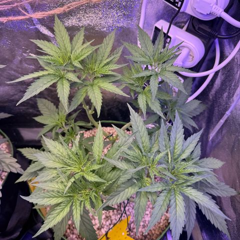 Orange Hippo x Lemon Skunk x Purple Haze x Gelato x Gorilla Glue growlog timeline photo