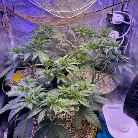 Orange Hippo x Lemon Skunk x Purple Haze x Gelato x Gorilla Glue growlog timeline photo