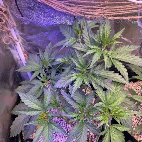 Orange Hippo x Lemon Skunk x Purple Haze x Gelato x Gorilla Glue growlog timeline photo