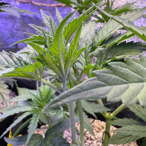 Orange Hippo x Lemon Skunk x Purple Haze x Gelato x Gorilla Glue growlog timeline photo