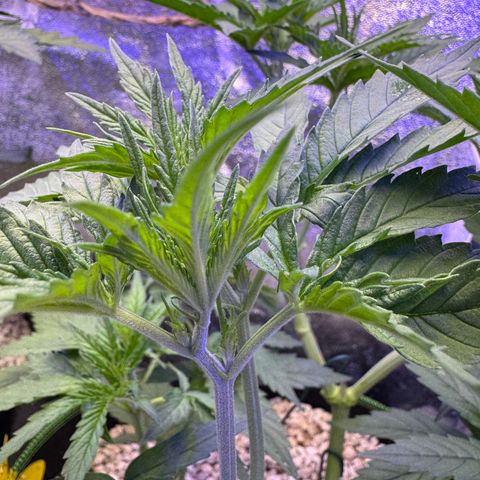 Orange Hippo x Lemon Skunk x Purple Haze x Gelato x Gorilla Glue growlog timeline photo
