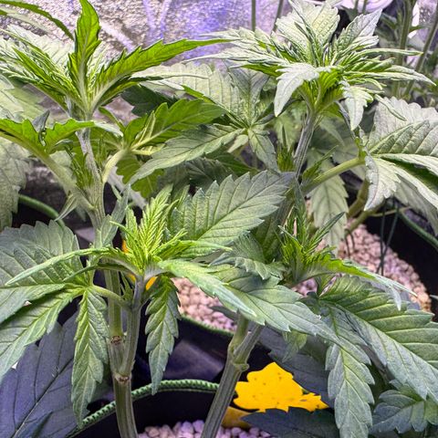 Orange Hippo x Lemon Skunk x Purple Haze x Gelato x Gorilla Glue growlog timeline photo