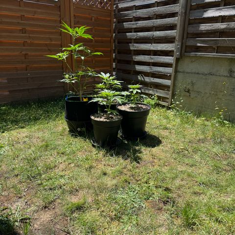 Orange Hippo x Lemon Skunk x Purple Haze x Gelato x Gorilla Glue growlog timeline photo
