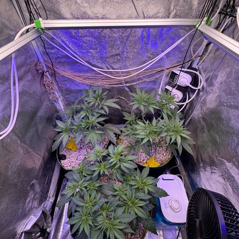 Orange Hippo x Lemon Skunk x Purple Haze x Gelato x Gorilla Glue growlog timeline photo