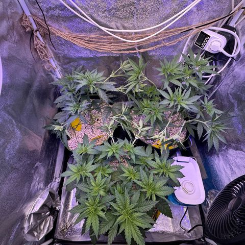Orange Hippo x Lemon Skunk x Purple Haze x Gelato x Gorilla Glue growlog photo: Runter binden, damit alle die gleivhe hohe haben!