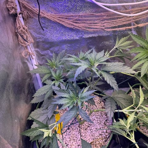 Orange Hippo x Lemon Skunk x Purple Haze x Gelato x Gorilla Glue growlog photo: Runter binden, damit alle die gleivhe hohe haben!