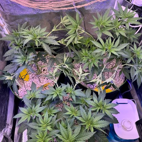 Orange Hippo x Lemon Skunk x Purple Haze x Gelato x Gorilla Glue growlog photo: Runter binden, damit alle die gleivhe hohe haben!