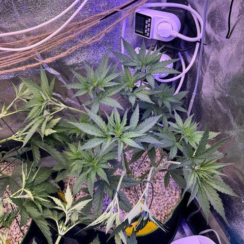 Orange Hippo x Lemon Skunk x Purple Haze x Gelato x Gorilla Glue growlog photo: Runter binden, damit alle die gleivhe hohe haben!