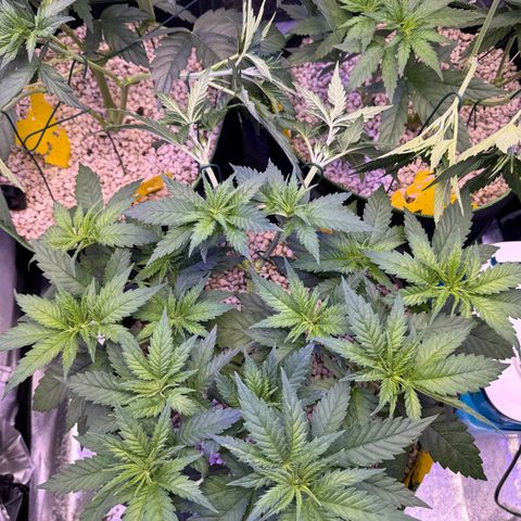 Orange Hippo x Lemon Skunk x Purple Haze x Gelato x Gorilla Glue growlog photo: Runter binden, damit alle die gleivhe hohe haben!