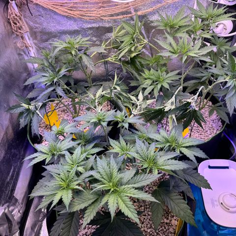 Orange Hippo x Lemon Skunk x Purple Haze x Gelato x Gorilla Glue growlog photo: Runter binden, damit alle die gleivhe hohe haben!