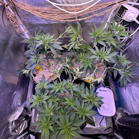 Orange Hippo x Lemon Skunk x Purple Haze x Gelato x Gorilla Glue growlog photo: Runter binden, damit alle die gleivhe hohe haben!