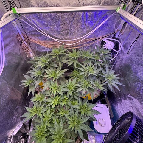 Orange Hippo x Lemon Skunk x Purple Haze x Gelato x Gorilla Glue growlog timeline photo
