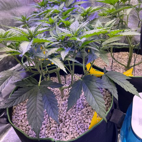Orange Hippo x Lemon Skunk x Purple Haze x Gelato x Gorilla Glue growlog timeline photo