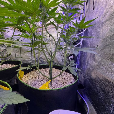 Orange Hippo x Lemon Skunk x Purple Haze x Gelato x Gorilla Glue growlog timeline photo