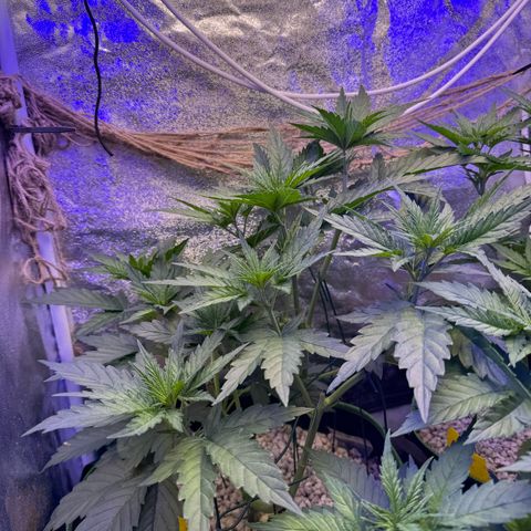 Orange Hippo x Lemon Skunk x Purple Haze x Gelato x Gorilla Glue growlog timeline photo