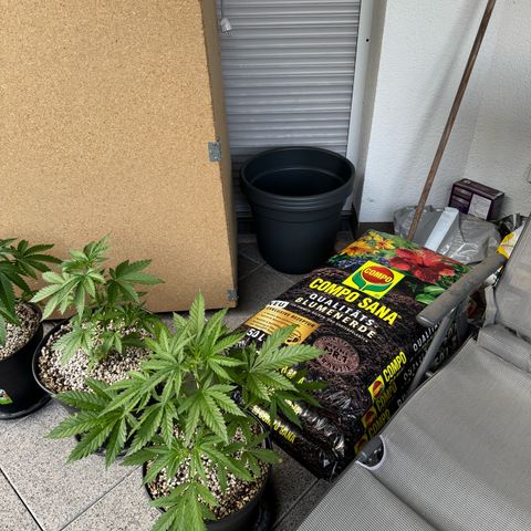 Orange Hippo x Lemon Skunk x Purple Haze x Gelato x Gorilla Glue growlog timeline photo