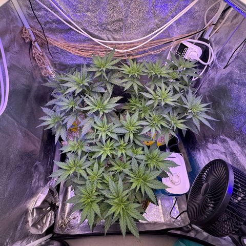 Orange Hippo x Lemon Skunk x Purple Haze x Gelato x Gorilla Glue growlog timeline photo