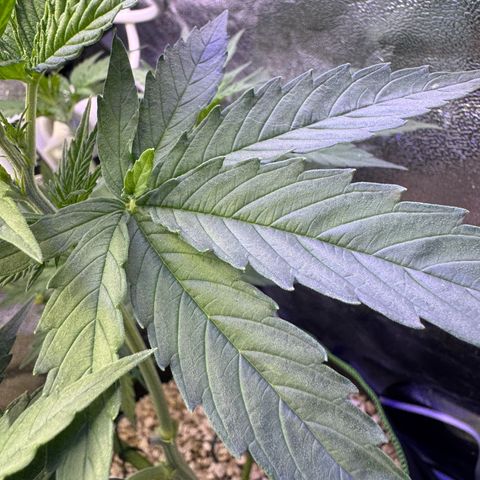 Orange Hippo x Lemon Skunk x Purple Haze x Gelato x Gorilla Glue growlog photo: Tag Eins der Blüte, kein Anzeichen von Zwitter. Lustige Gen Defekte!