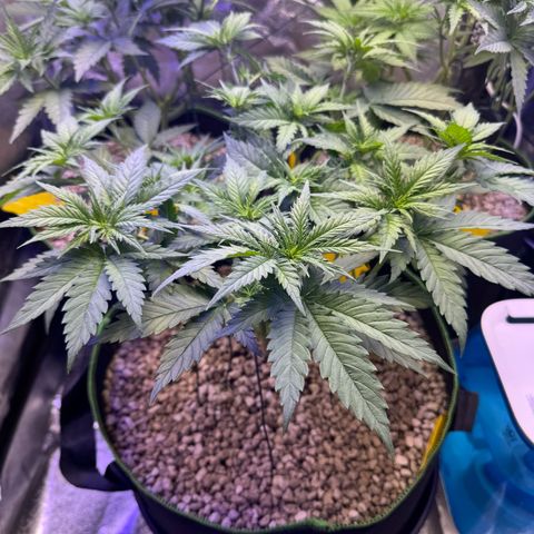 Orange Hippo x Lemon Skunk x Purple Haze x Gelato x Gorilla Glue growlog photo: Tag Eins der Blüte, kein Anzeichen von Zwitter. Lustige Gen Defekte!