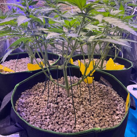 Orange Hippo x Lemon Skunk x Purple Haze x Gelato x Gorilla Glue growlog photo: Tag Eins der Blüte, kein Anzeichen von Zwitter. Lustige Gen Defekte!
