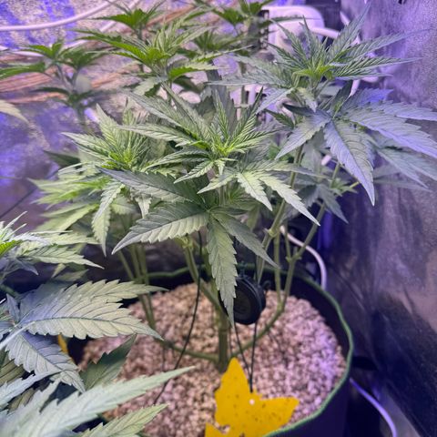 Orange Hippo x Lemon Skunk x Purple Haze x Gelato x Gorilla Glue growlog photo: Tag Eins der Blüte, kein Anzeichen von Zwitter. Lustige Gen Defekte!