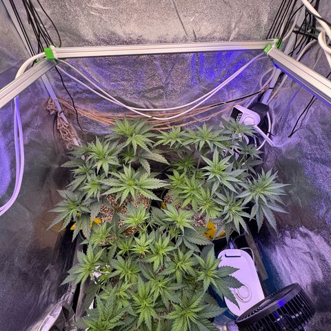 Orange Hippo x Lemon Skunk x Purple Haze x Gelato x Gorilla Glue growlog photo: Tag Eins der Blüte, kein Anzeichen von Zwitter. Lustige Gen Defekte!
