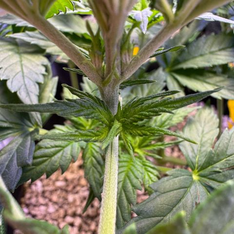 Orange Hippo x Lemon Skunk x Purple Haze x Gelato x Gorilla Glue growlog photo: Tag Eins der Blüte, kein Anzeichen von Zwitter. Lustige Gen Defekte!