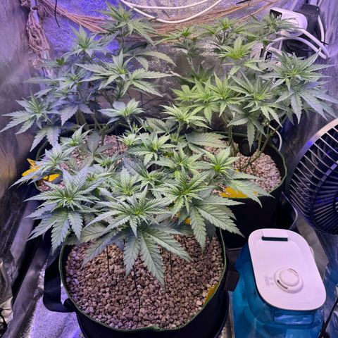 Orange Hippo x Lemon Skunk x Purple Haze x Gelato x Gorilla Glue growlog photo: Tag Eins der Blüte, kein Anzeichen von Zwitter. Lustige Gen Defekte!