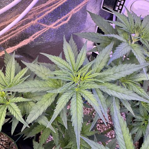 Orange Hippo x Lemon Skunk x Purple Haze x Gelato x Gorilla Glue growlog photo: Tag Eins der Blüte, kein Anzeichen von Zwitter. Lustige Gen Defekte!