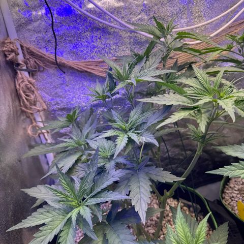 Orange Hippo x Lemon Skunk x Purple Haze x Gelato x Gorilla Glue growlog photo: Tag Eins der Blüte, kein Anzeichen von Zwitter. Lustige Gen Defekte!
