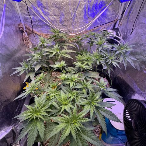 Orange Hippo x Lemon Skunk x Purple Haze x Gelato x Gorilla Glue growlog photo: Tag Eins der Blüte, kein Anzeichen von Zwitter. Lustige Gen Defekte!