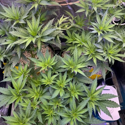 Orange Hippo x Lemon Skunk x Purple Haze x Gelato x Gorilla Glue growlog timeline photo
