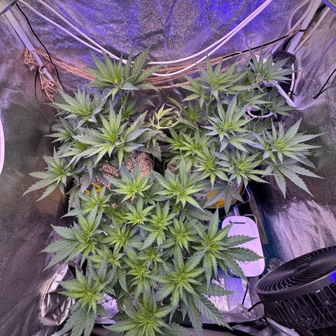 Orange Hippo x Lemon Skunk x Purple Haze x Gelato x Gorilla Glue growlog timeline photo
